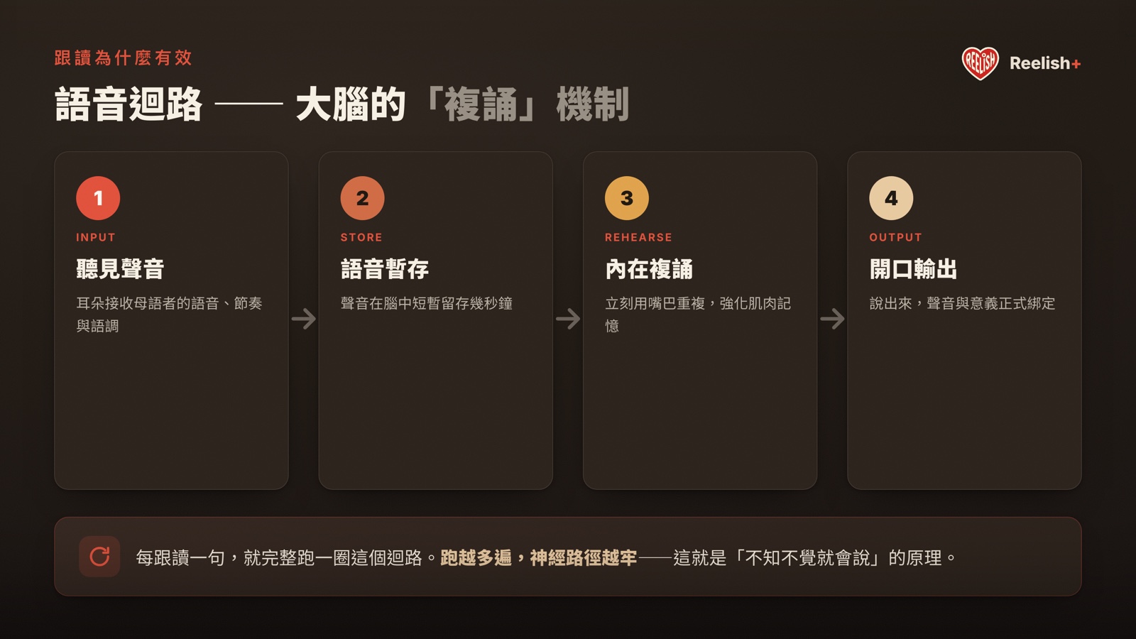 語音迴路四步驟：聽見聲音 → 語音暫存 → 內在複誦 → 開口輸出，每跟讀一句就完整跑一圈